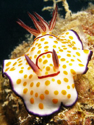 Ringed Chromodoris posing on the Rosalie Moller. (Canon G... by James Dawson 